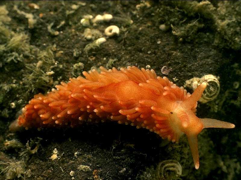 Aeolidiella sanguinea